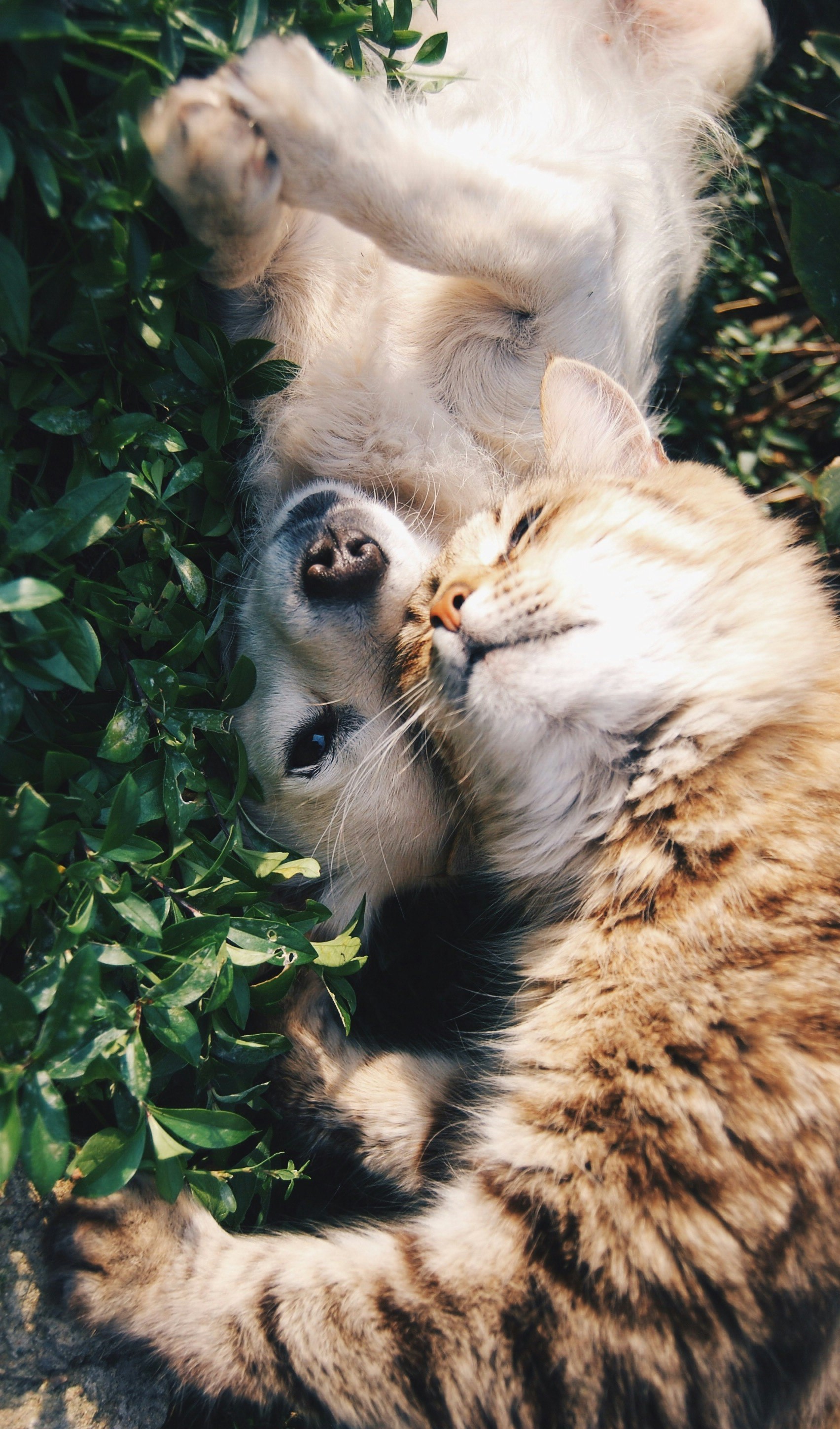 Hewan peliharaan di klinik Zahind Animal Care
